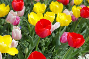 Güzel lale çiçeği bahçesi. Japonya, Osaka 'daki Expo 70 Anma Parkı.