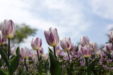 Beautiful tulip flower garden. The Expo 70 Commemorative Park, Osaka, Japan clipart