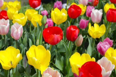 Güzel lale çiçeği bahçesi. Japonya, Osaka 'daki Expo 70 Anma Parkı.