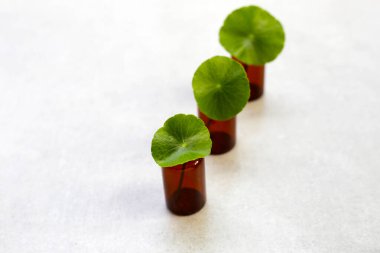 Kahverengi şişeli yeşil centella asiatika yaprakları.