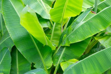Güzel muz yeşili yaprakları