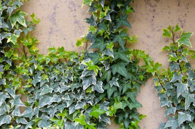 Goldchild Sarmaşık Bitkileri, Hedera helix Goldchild