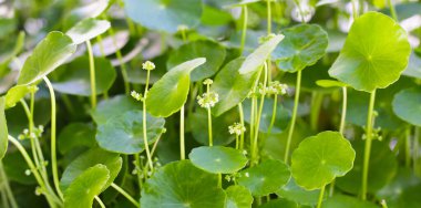 Çiçekli yeşil centella asiatica yaprakları (Gotu Kola) Taze bitki