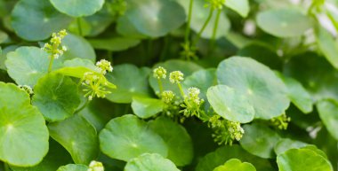 Çiçekli yeşil centella asiatica yaprakları (Gotu Kola) Taze bitki