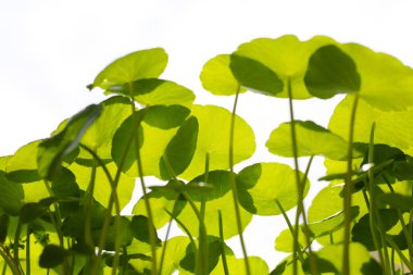 Centella asiatica (gotu kola), yeşil su pennywort yaprakları.