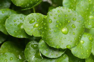 Yeşil Centella asiatikası ve yağmur damlası (Gotu Kola) Taze bitki