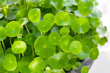 Yeşil Centella asiatikası ve yağmur damlası (Gotu Kola) Taze bitki