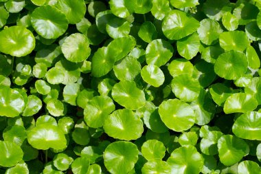 Centella asiatica (gotu kola). Bitkisel ilaç fabrikası