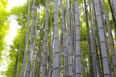 Arashiyama Bambu Ormanı, Bambu Korusu Kyoto, Japonya
