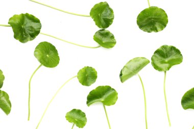 Taze centella asiatica yaprakları. Gotu kola bitkisi