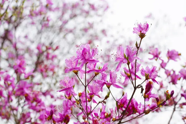 Rododendron mukozası, pembe çiçekler açıyor.