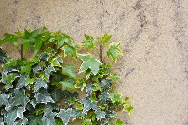 Goldchild Sarmaşık Bitkileri, Hedera helix Goldchild