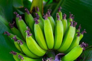 Yeşil yapraklı genç muz meyvesi