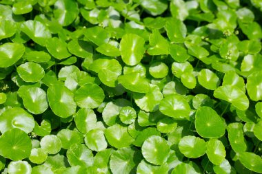 Centella asiatica (gotu kola). Taze yeşil yapraklı bitki arka planı.