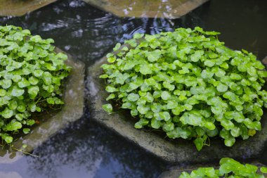 Centella asiatica (gotu kola). Yapraklardaki yağmur damlaları