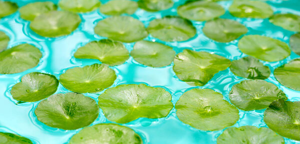 Centella Fallatica в голубой воде