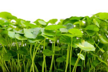 Centella asiatica (gotu kola). Taze yeşil yapraklı bitki arka planı.
