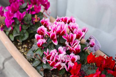 Cyclamen, saksıdaki güzel çiçek.