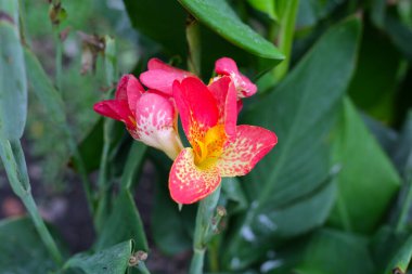 Blooming canna lily flower with green leaves clipart