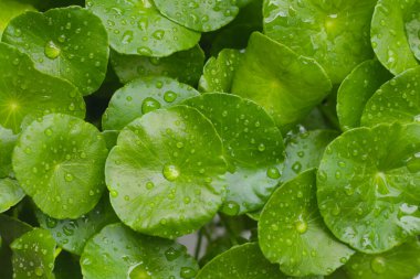 Yağmur damlasıyla Fentella asiatikası (Gotu Kola) Taze bitki