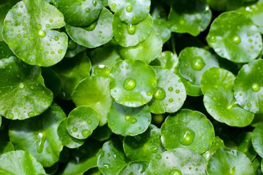 Taze centella asiatica yaprakları ve yağmur damlası. Gotu kola bitkisi