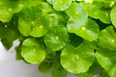 Taze centella asiatica yaprakları ve yağmur damlası. Gotu kola bitkisi