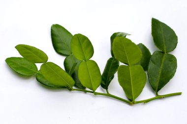 Beyaz arka plan üzerinde Güney Afrika'da bir kabile kireç yaprakları.