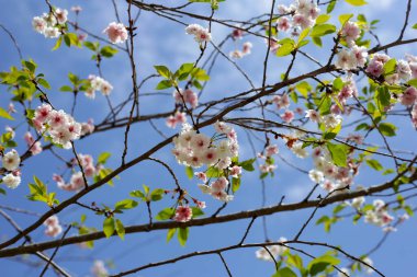 Sakura çiçeklerinin dalları, kiraz çiçekleri.