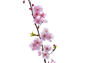 Sakura çiçeklerinin dalları, kiraz çiçekleri.