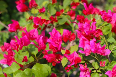 Beautiful bougainvillea flowers with green leaves