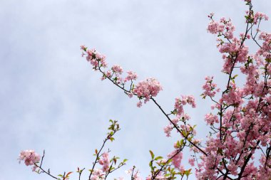 Sakura çiçeklerinin dalları, kiraz çiçekleri.