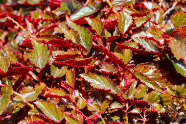 Begonia plant in the garden clipart