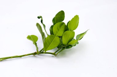 Beyaz arka plan üzerinde Güney Afrika'da bir kabile kireç yaprakları.