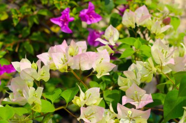 Beautiful bougainvillea flowers with green leaves
