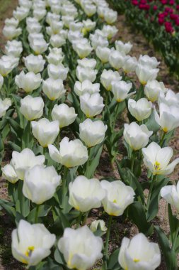 Beautiful tulip flower garden. The Expo 70 Commemorative Park, Osaka, Japan clipart