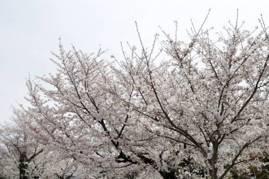 Parktaki kiraz çiçekleri çiçek açmış.