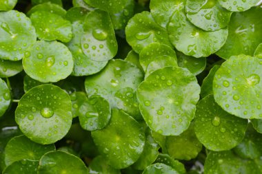 Yağmur damlasıyla Fentella asiatikası (Gotu Kola) Taze bitki