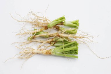 Taze organik kişniş, kişniş kökleri. Sebze ve bitkiler.