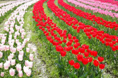 Tulip flower garden. The Expo 70 Commemorative Park, Osaka, Japan clipart