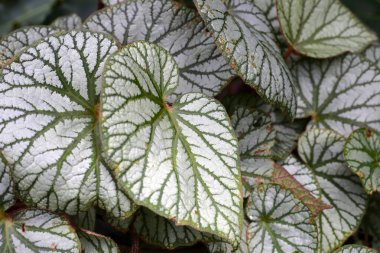 Bahçedeki begonya bitkisi