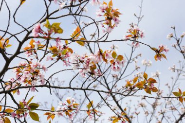 Sakura çiçeklerinin dalları, kiraz çiçekleri.