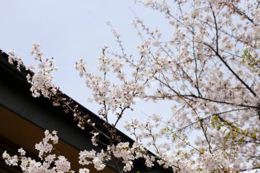 Parktaki kiraz çiçekleri çiçek açmış.