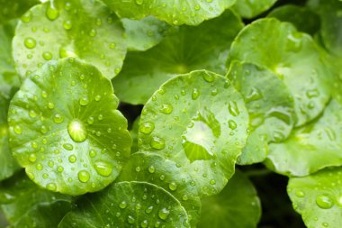 Yağmur damlasıyla Fentella asiatikası (Gotu Kola) Taze bitki
