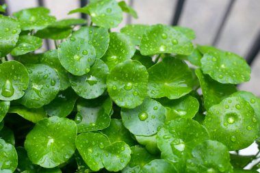Yağmur damlasıyla Fentella asiatikası (Gotu Kola) Taze bitki