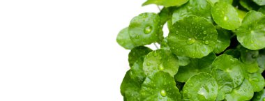 Yağmur damlasıyla Fentella asiatikası (Gotu Kola) Taze bitki