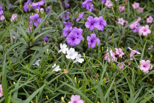 Yeşil yapraklı Ruellia tüberosa çiçekleri