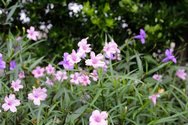 Yeşil yapraklı Ruellia tüberosa çiçekleri