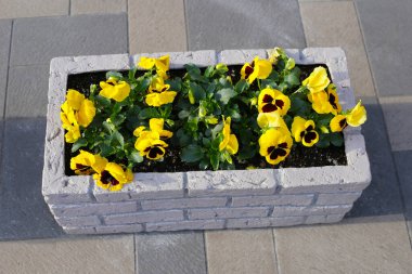 Bahçe saksısında güzel nonoş çiçekleri