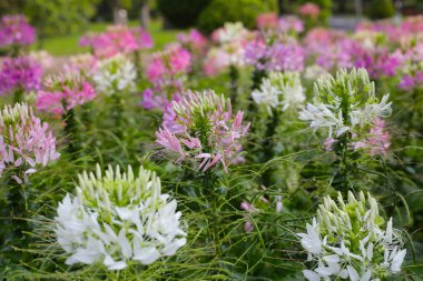 Parktaki Cleome Spinosa çiçeği