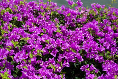 Beautiful bougainvillea flowers with green leaves clipart